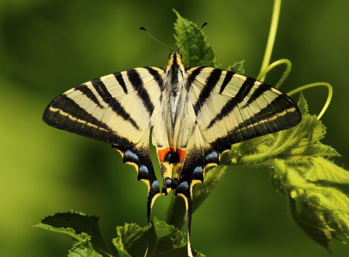 Wallpaper butterfly, green, 5k, Animals 417423534
